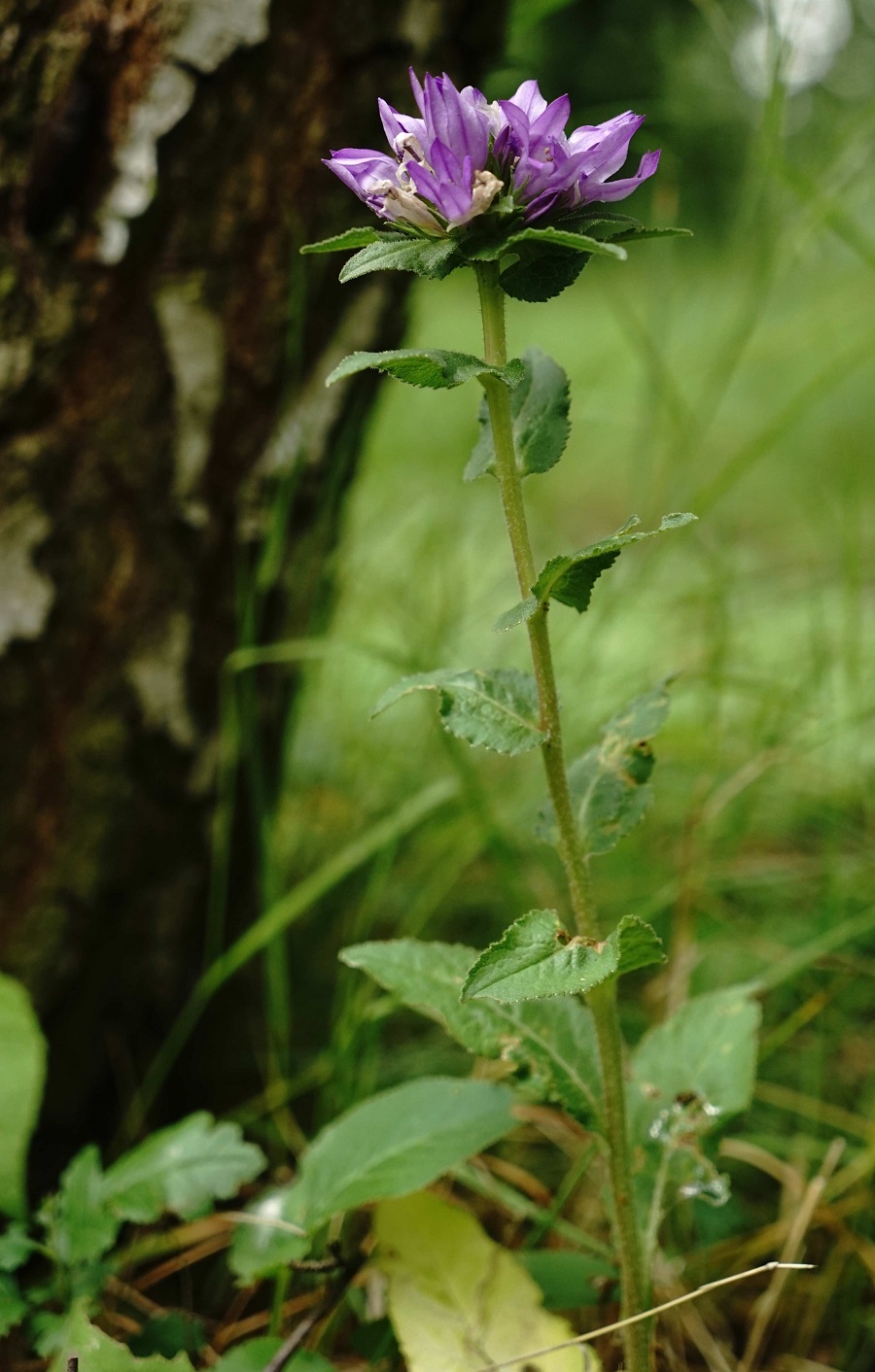 Stadtgut Görlitz Campanula Glomerata.jpg